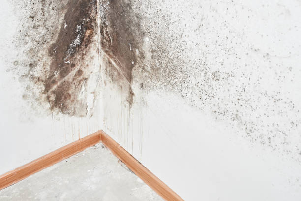 Why You Should Choose Our Mold Remediation Services in Stonybrook, PA